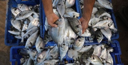 أ. نزار عياش يوضح كميات وأنواع الأسماك التي يتم تصديرها من غزة