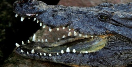 العثور على تمساح في فمه بقايا جثة بشرية