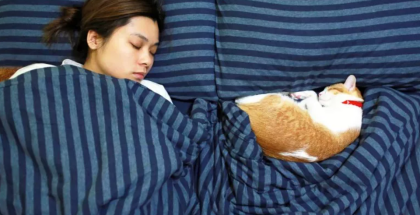 إلى محبي النوم بجوار القطط: «احذروا»